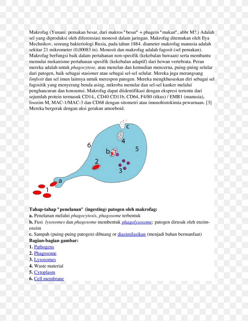 Phagocytosis NASDAQ:RIGL Organism Lipid Bilayer Phagocyte, PNG, 1700x2200px, Phagocytosis, Amoeba, Area, Bilayer, Cell Download Free