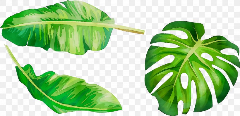 Photograph Vector Graphics Image Drawing Illustration, PNG, 2479x1201px, Drawing, Alismatales, Anthurium, Arum Family, Botany Download Free