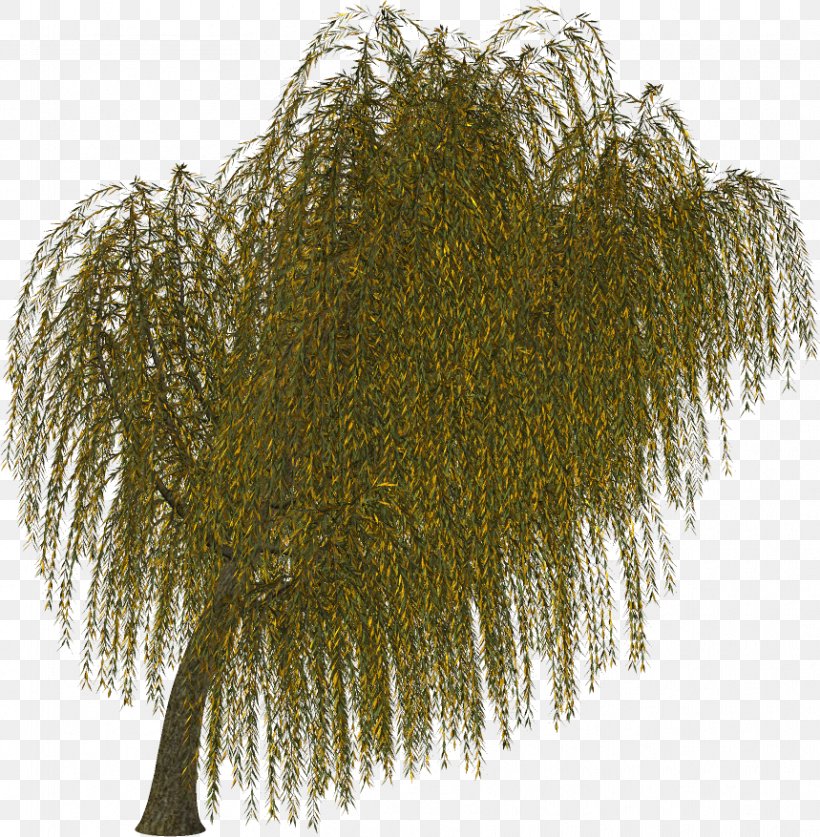 Branch Tree Twig Evergreen Leaf, PNG, 859x877px, Branch, Evergreen, Fern, Flower, Leaf Download Free