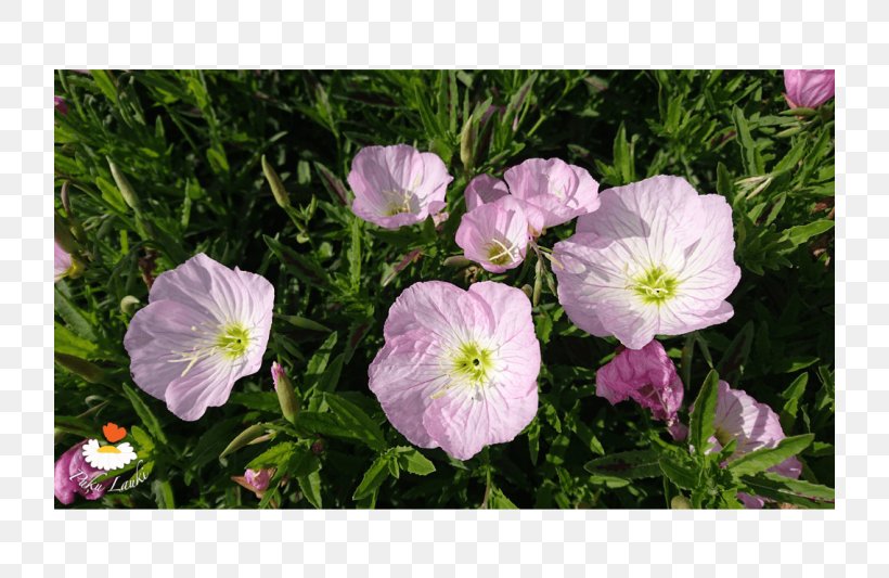 Crane's-bill Violet Mallows Groundcover Morning Glory, PNG, 720x533px, Crane Sbill, Annual Plant, Evening Primrose, Evening Primrose Family, Eveningprimroses Download Free