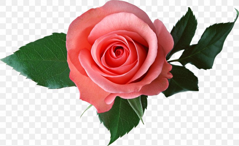 Desktop Wallpaper Rose Pink, PNG, 1600x980px, Rose, China Rose, Color, Cut Flowers, Dots Per Inch Download Free