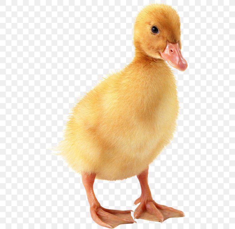 Domestic Duck Bird Goose, PNG, 491x800px, Duck, Anatidae, Baby Duckling, Beak, Bird Download Free
