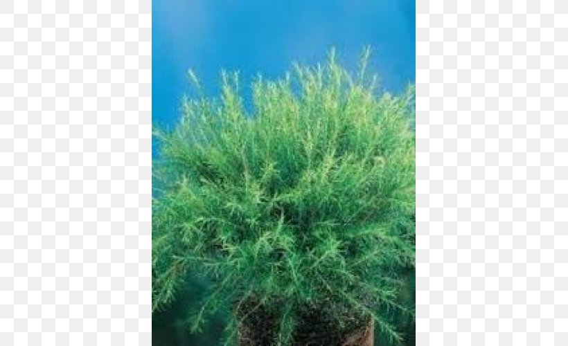 Melaleuca Armillaris Juniper Melaleuca Megacephala Melaleuca Decussata, PNG, 500x500px, Melaleuca, Aquatic Plant, Aquatic Plants, Biome, Conifer Download Free