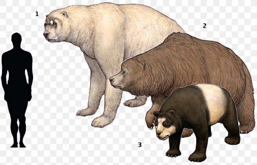 Polar Bear Cave Bear Short-faced Bears Panthera Leo Spelaea, PNG, 904x582px, Polar Bear, Arctodus Simus, Bear, Bears, Caniformia Download Free