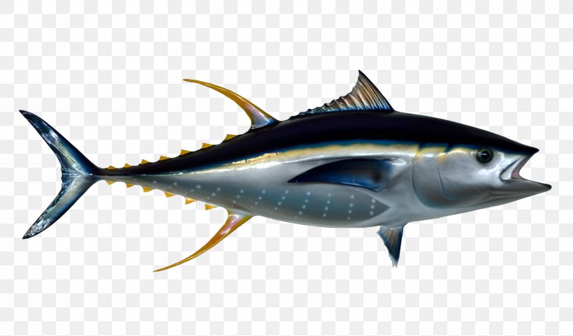 Thunnus Fish, PNG, 3500x2057px, Pacific Bluefin Tuna, Albacore, Atlantic Bluefin Tuna, Bonito, Bony Fish Download Free