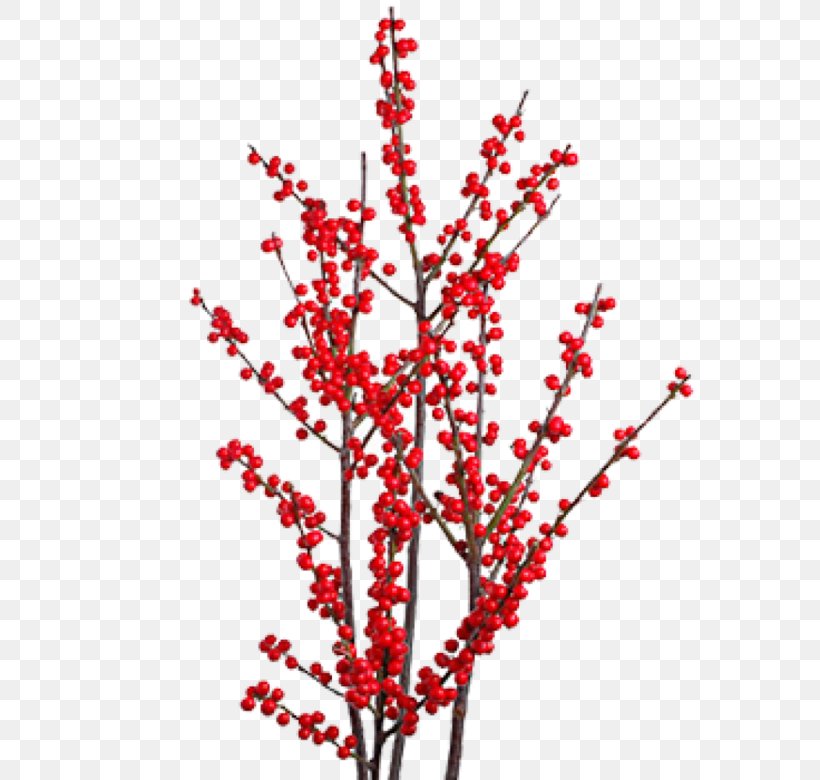 Winterberry Flower Branch Plant Stem Quercus Ilex, PNG, 780x780px, Winterberry, Berry, Blossom, Branch, Floral Design Download Free