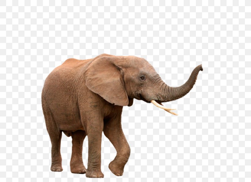 African Elephant Elephantidae Indian Elephant Clip Art, PNG, 580x594px, African Elephant, Asian Elephant, Elephant, Elephantidae, Elephants And Mammoths Download Free