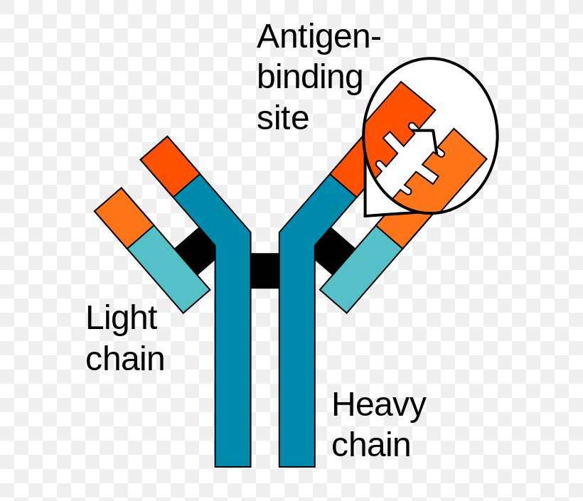 Antigen-antibody Interaction Antigen-antibody Interaction Immune System Monoclonal Antibody, PNG, 643x705px, Antibody, Adaptive Immune System, Antigen, Antigenantibody Interaction, Area Download Free