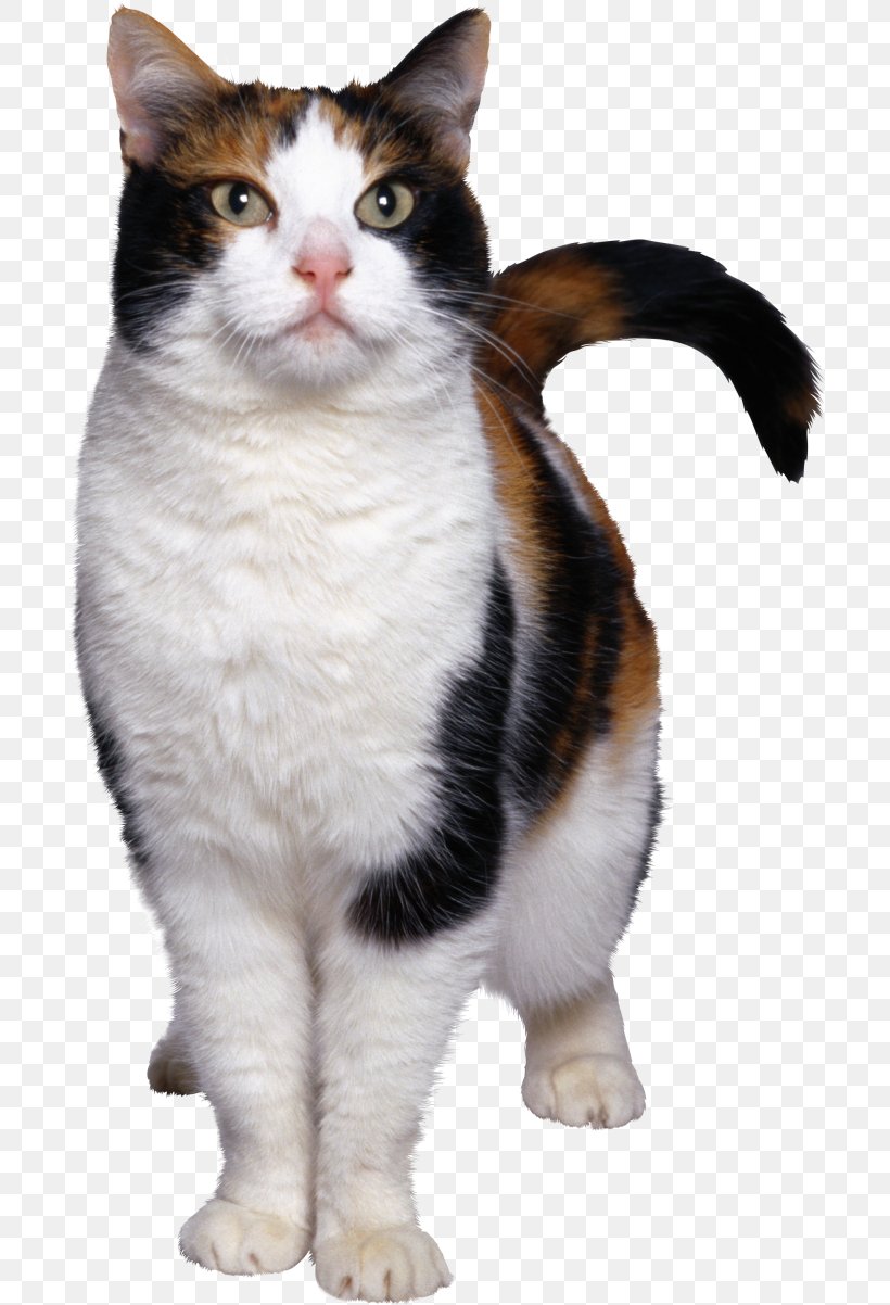 Kitten Siamese Cat Aegean Cat, PNG, 700x1202px, Kitten, Aegean Cat, American Wirehair, Carnivoran, Cat Download Free