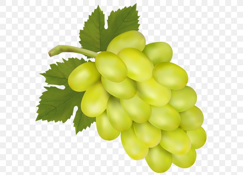 Common Grape Vine Isabella Wine Sultana Concord Grape, PNG, 600x590px, Common Grape Vine, Concord Grape, Food, Free Content, Fruit Download Free