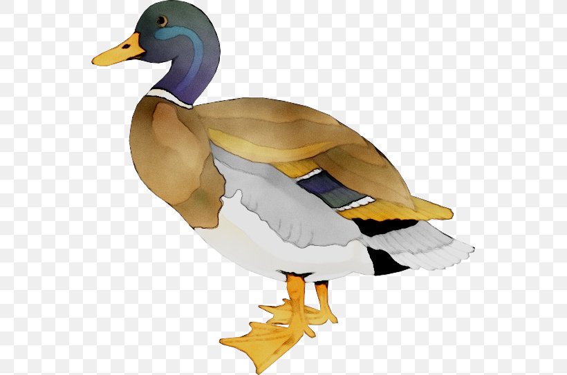 Mallard T-shirt Duck Neckline, PNG, 555x543px, Mallard, American Black Duck, Beak, Bird, Deer Download Free