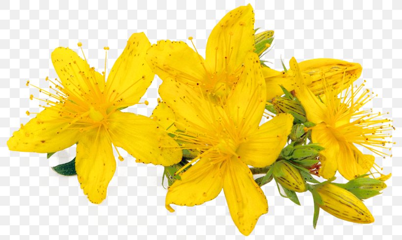 Perforate St John's-wort Dietary Supplement Herb Extract Beeswax, PNG, 800x490px, Dietary Supplement, Beeswax, Cream, Extract, Flower Download Free