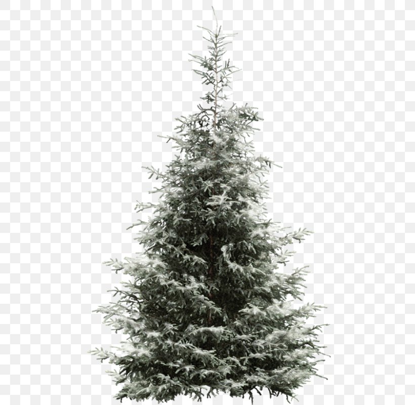 Spruce New Year Tree Fir Pine Clip Art, PNG, 488x800px, Spruce, Albom, Black And White, Christmas, Christmas Decoration Download Free
