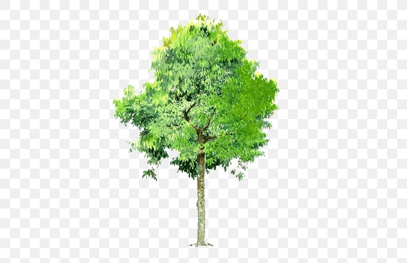Tree Landscape, PNG, 530x530px, Tree, Bauhinia Variegata, Bauhinia Xd7 Blakeana, Branch, Data Download Free