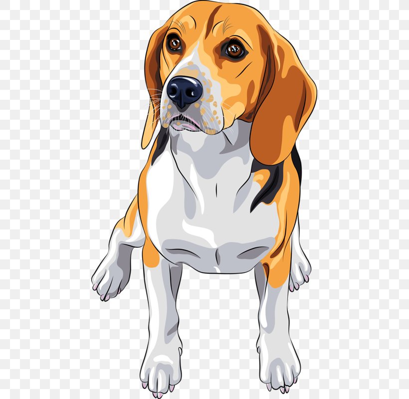 Beagle Jack Russell Terrier Dog Breed, PNG, 453x800px, Beagle, Breed, Carnivoran, Cartoon, Dog Download Free