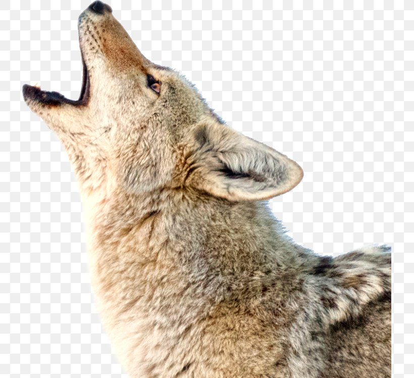Coyote Dog Jackal Howl Red Wolf, PNG, 731x748px, Coyote, Animal, Aullido, Bark, Caninae Download Free