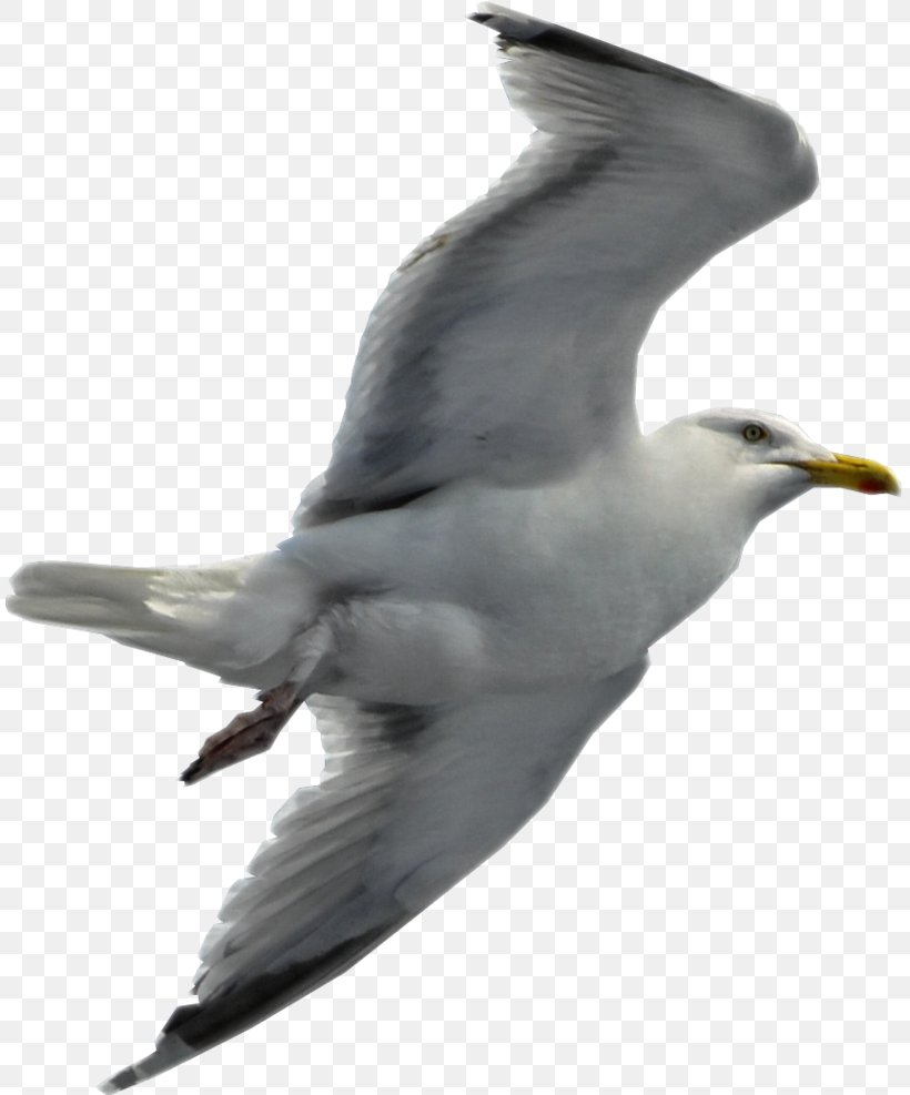 Gulls Bird Desktop Wallpaper Clip Art, PNG, 810x987px, Gulls, Albatross, Beak, Bird, Charadriiformes Download Free