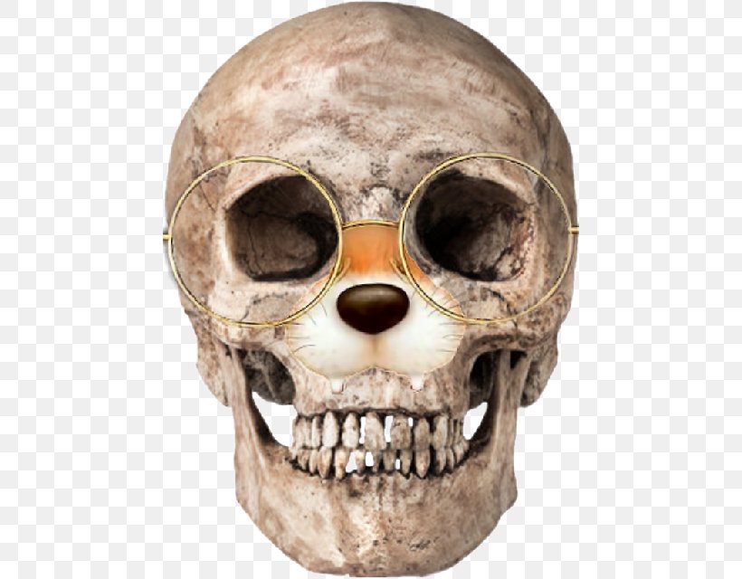 Human Skull Human Skeleton Human Anatomy Homo Sapiens, PNG, 460x640px, Skull, Anatomy, Bone, Frontal Bone, Homo Sapiens Download Free