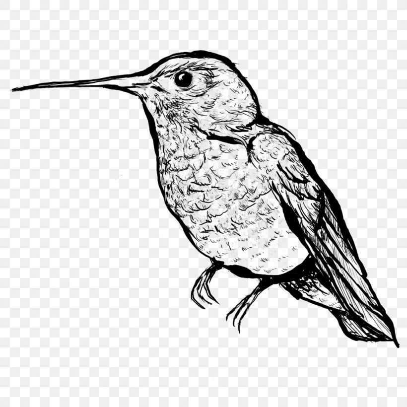 Hummingbird Drawing DeviantArt, PNG, 1024x1024px, Bird, Art, Artwork, Beak, Black And White Download Free