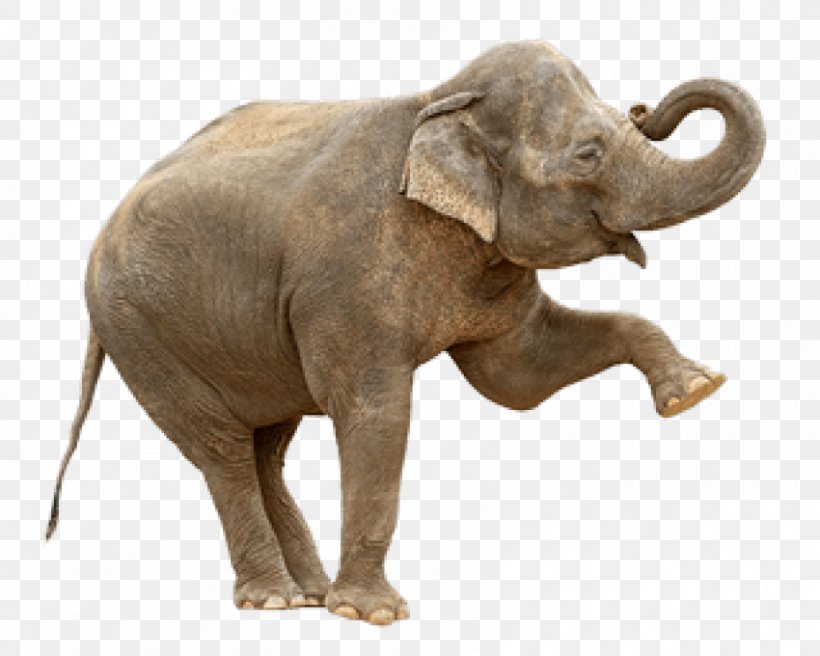 Indian Elephant African Bush Elephant Elephantidae Stock Photography, PNG, 850x680px, Indian Elephant, African Bush Elephant, African Elephant, Asian Elephant, Elephant Download Free