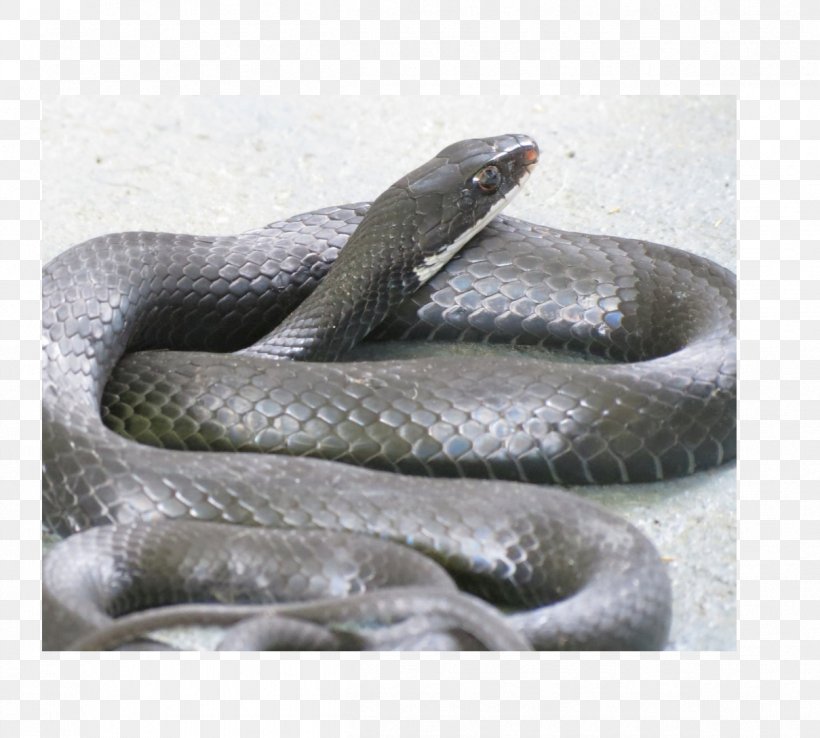 Kingsnakes Boa Constrictor Southern Black Racer Black Rat Snake, PNG, 1209x1089px, Snake, Animal, Black Rat Snake, Boa Constrictor, Boas Download Free