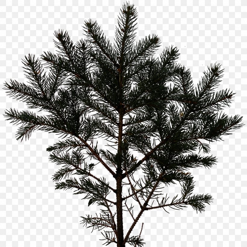 Pine Fir Tree White Spruce Branch, PNG, 2048x2048px, Pine, Black And White, Branch, Christmas Decoration, Christmas Ornament Download Free