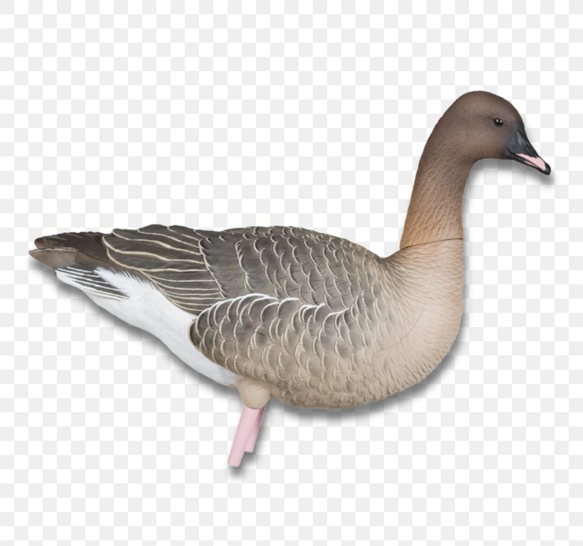 Pink-footed Goose Duck Canada Goose Hunting, PNG, 768x768px, Goose, Beak, Bird, Blaser, Canada Goose Download Free