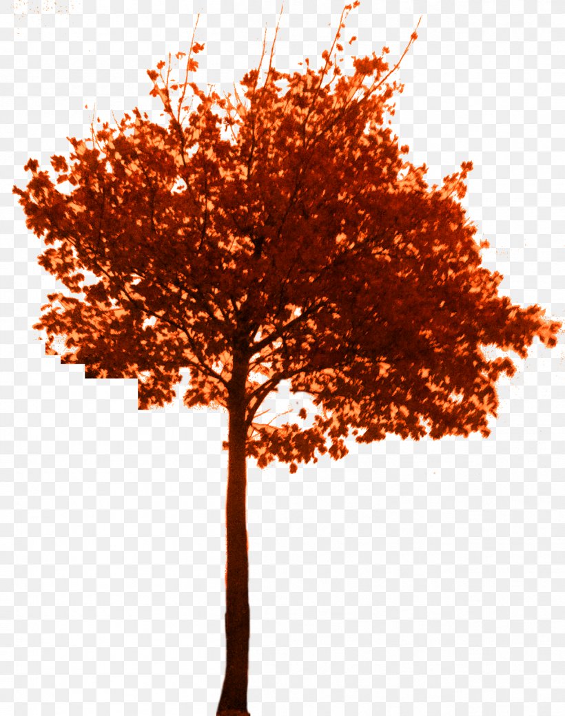 Tree Branch Woody Plant Bonsai Twig, PNG, 1257x1595px, Tree, Animation, Autumn, Bonsai, Branch Download Free