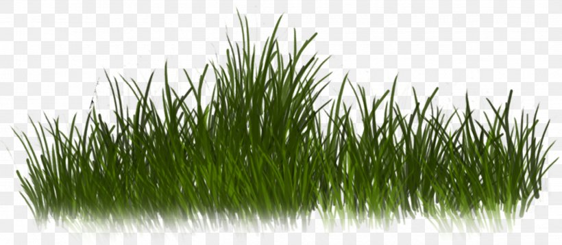 Grass Clip Art, PNG, 2645x1156px, Grass, Chrysopogon Zizanioides, Commodity, Graphics Software, Grass Family Download Free
