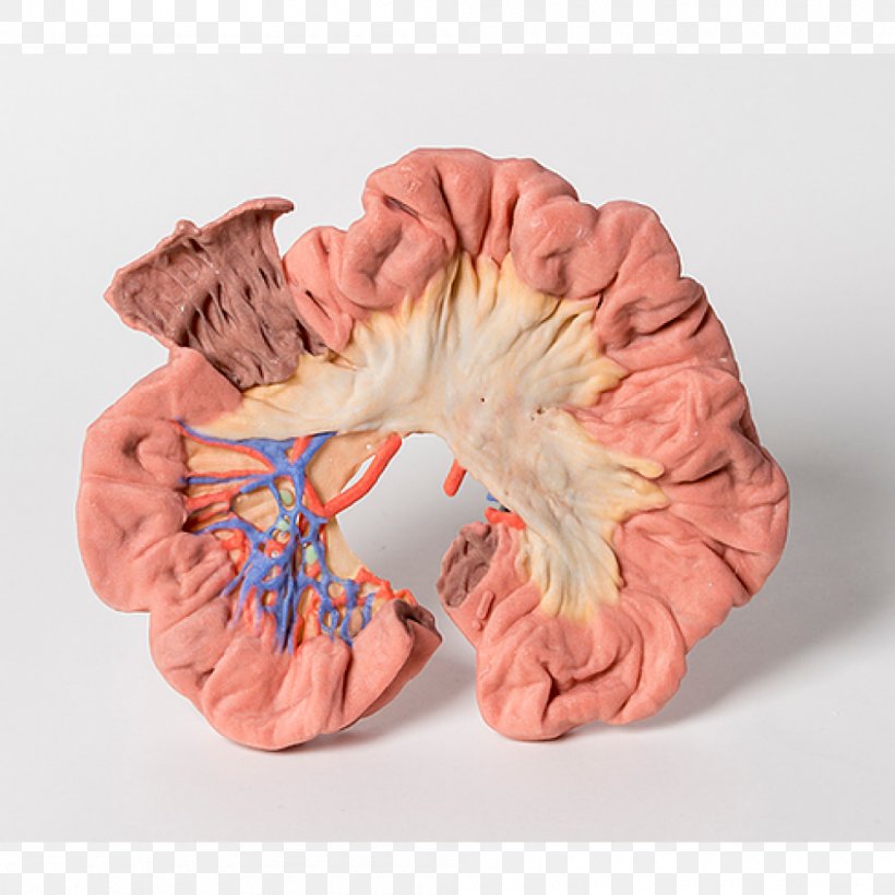 Human Anatomy 3D Printing Large Intestine Cubital Fossa, PNG, 1000x1000px, Watercolor, Cartoon, Flower, Frame, Heart Download Free
