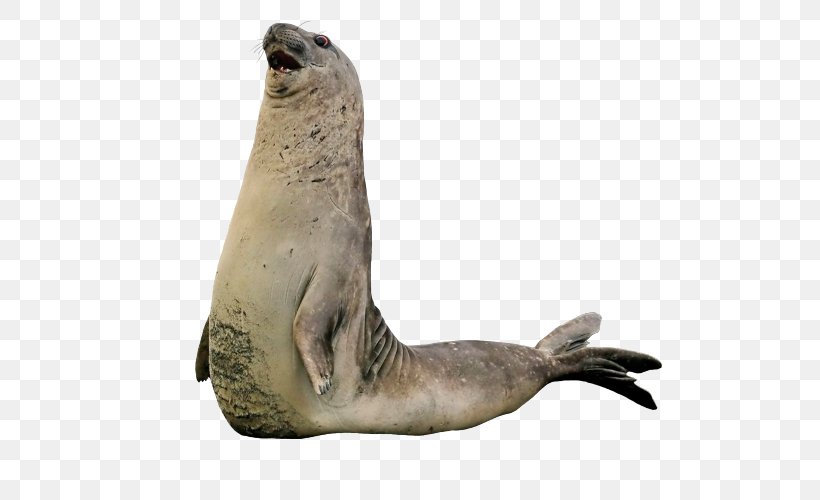 Sea Lion Walrus Harbor Seal Earless Seal Rhinoceros, PNG, 600x500px, Sea Lion, Animal, Bear, Brown Bear, Earless Seal Download Free