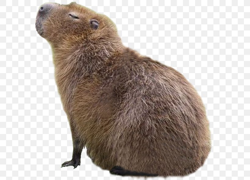 Capybara Whiskers Beaver Giant Rat Image, PNG, 587x591px, Capybara, Animated Cartoon, Beaver, Carnivoran, Cat Download Free