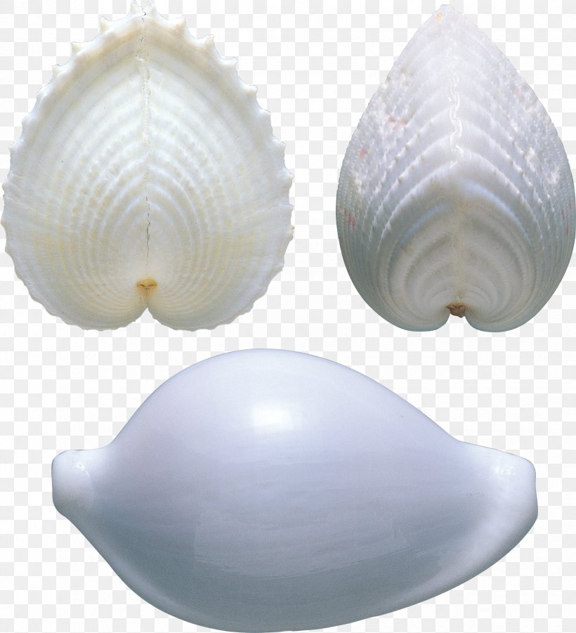 Cockle Clam Shankha Veneroida Tellinidae, PNG, 2445x2687px, Clam, Baltic Clam, Clams Oysters Mussels And Scallops, Cockle, Conch Download Free