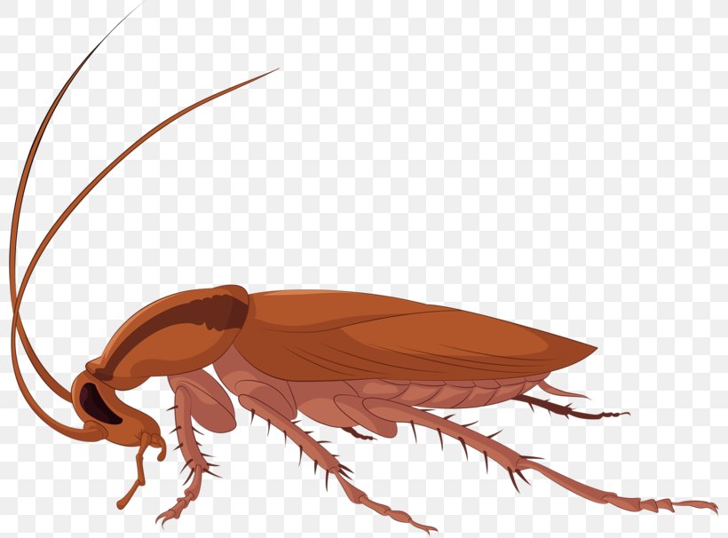 Cockroach Royalty-free Stock Photography Clip Art, PNG, 800x606px, Cockroach, American Cockroach, Arthropod, Beak, Bed Bug Download Free