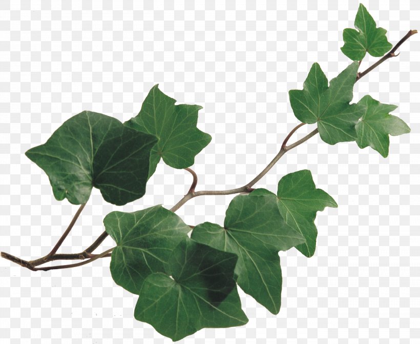 Common Ivy Vine Drawing Plant Chlorophytum Comosum, PNG, 2706x2217px, Common Ivy, Botanical Illustration, Botany, Branch, Chlorophytum Comosum Download Free