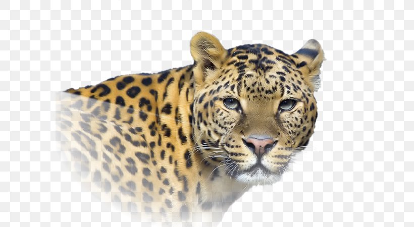 Leopard Cheetah Jaguar Tiger Lion, PNG, 600x450px, Leopard, Big Cats, Carnivoran, Cat Like Mammal, Cheetah Download Free
