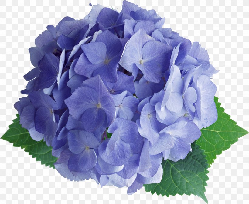 Tagami French Hydrangea Flower Clip Art, PNG, 1200x987px, Tagami, Annual Plant, Aspect Ratio, Blue, Cornales Download Free