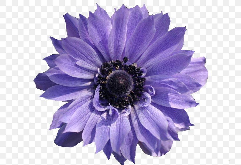 Violet Flower, PNG, 750x562px, Violet, Anemone, Annual Plant, Aster, Blog Download Free