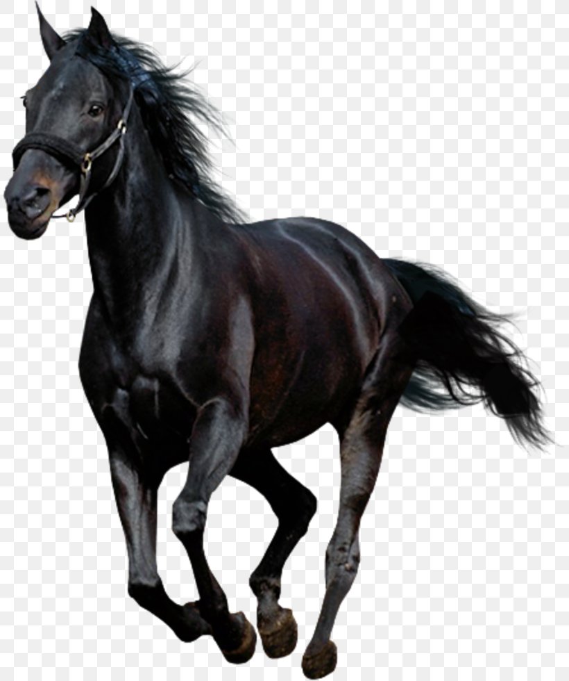 American Paint Horse Arabian Horse Mustang Andalusian Horse, PNG, 811x980px, American Paint Horse, Andalusian Horse, Arabian Horse, Black, Bridle Download Free