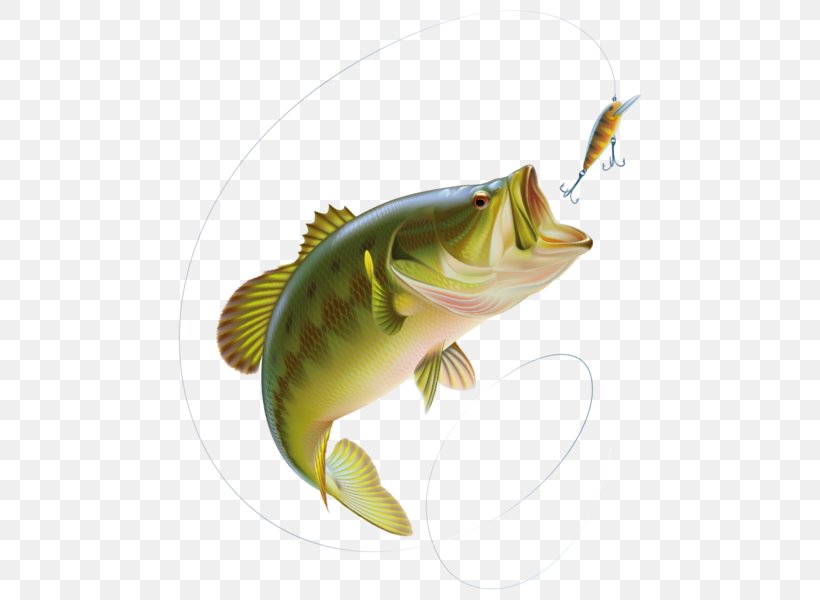 Largemouth Bass Bass Fishing Clip Art Vector Graphics, PNG, 600x600px, Largemouth Bass, Bass, Bass Fishing, Bony Fish, Drawing Download Free