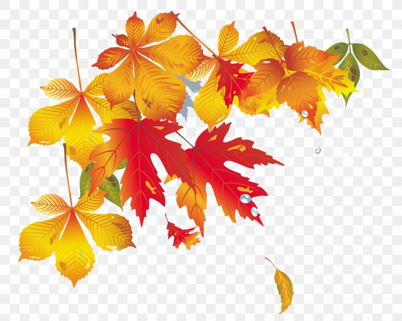 Maple Leaf Autumn, PNG, 1254x1002px, Maple Leaf, Autumn, Designer, Flowering Plant, Google Images Download Free