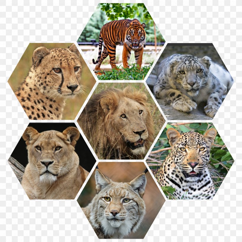 Tiger Felidae Wildcat Leopard, PNG, 2000x2000px, Tiger, African Lion, Animal, Big Cat, Big Cats Download Free