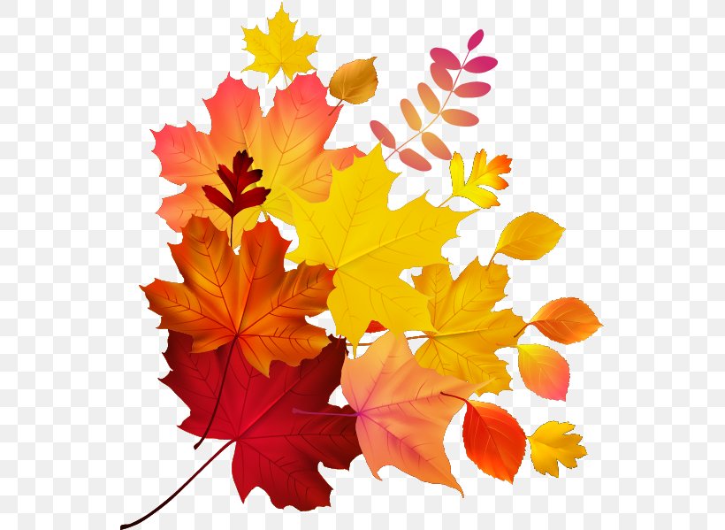 Autumn Leaf Color Maple Leaf Royalty-free, PNG, 547x599px, Autumn Leaf Color, Autumn, Flower, Flowering Plant, Leaf Download Free
