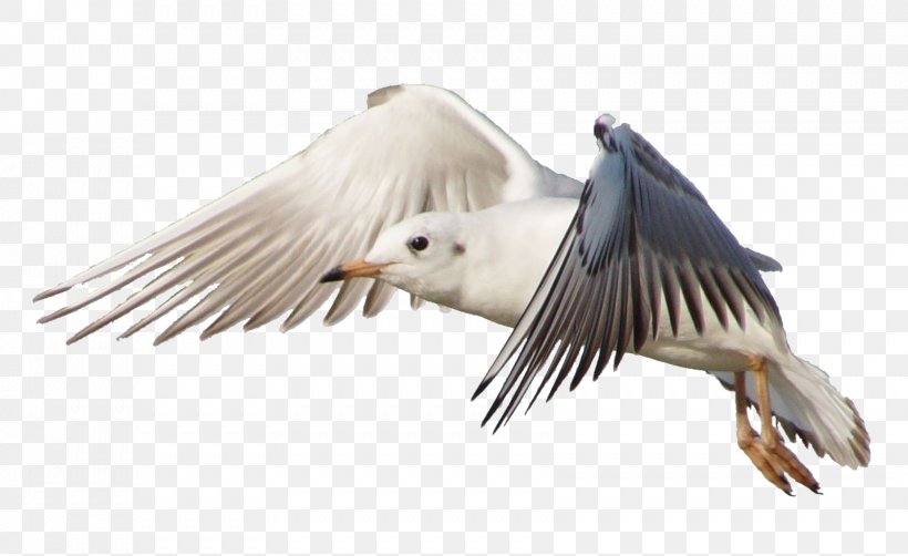Bird Gulls Flight Jonathan Livingston Seagull, PNG, 1681x1031px, Bird, Beak, Bird Of Prey, Common Gull, Deviantart Download Free