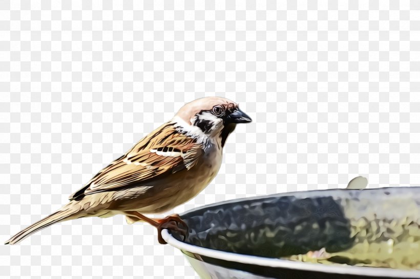 Bird House Sparrow Sparrow Beak Emberizidae, PNG, 2448x1632px, Watercolor, Beak, Bird, Bird Food, Emberizidae Download Free