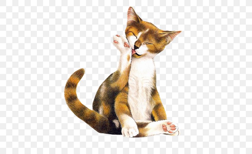 Cat Animaatio The Tabitha Stories Blog, PNG, 500x500px, Cat, American Wirehair, Animaatio, Animation, Blog Download Free