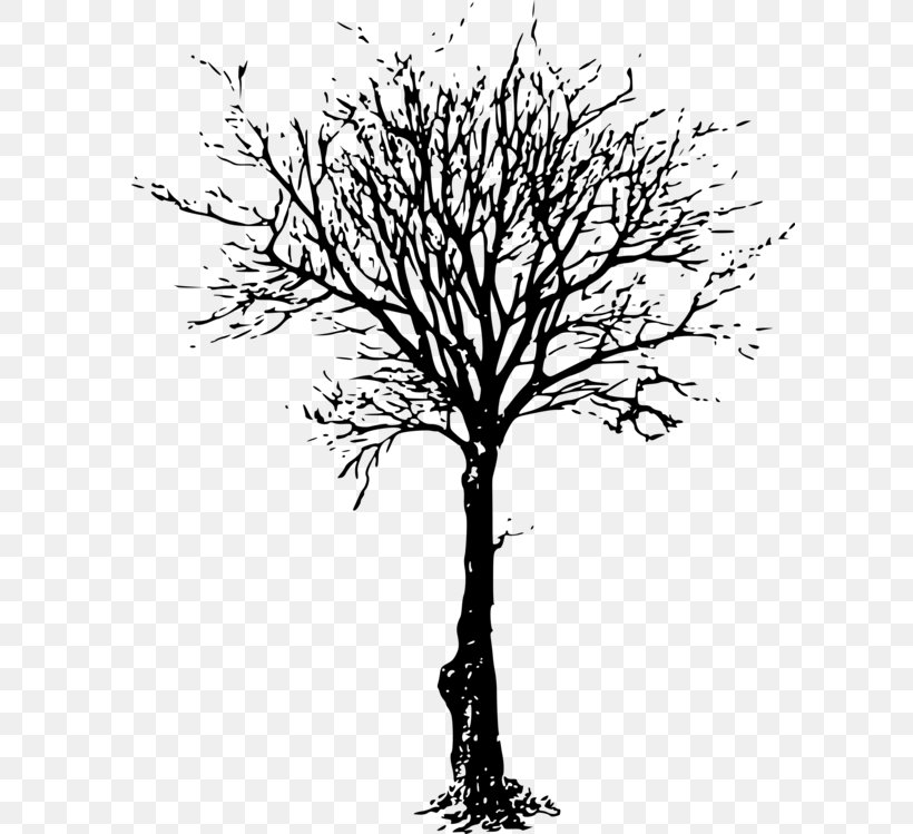 Clip Art Tree Branch Image Silhouette, PNG, 608x749px, Tree, American Larch, Blackandwhite, Botany, Branch Download Free