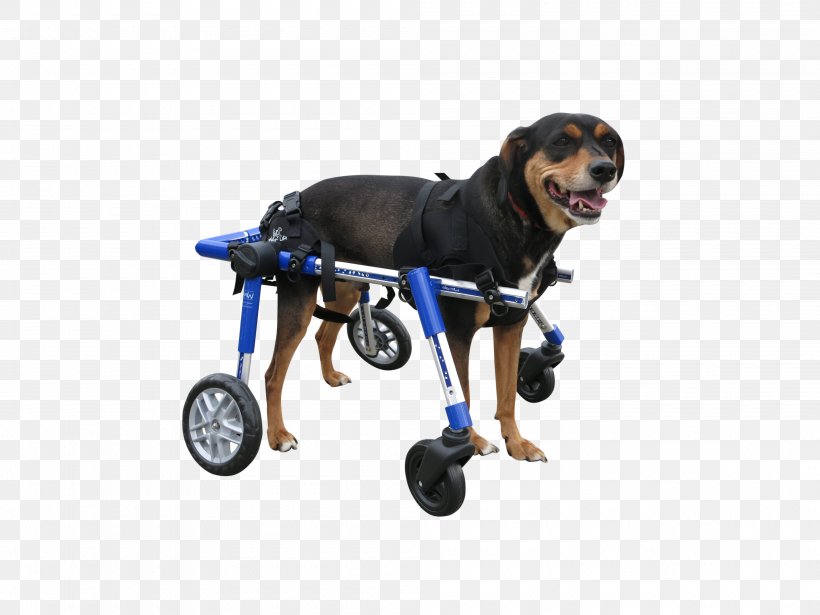 Dog Breed Wheelchair Dobermann Puppy Cane Corso, PNG, 4000x3000px, Dog Breed, Cane Corso, Cart, Disability, Dobermann Download Free