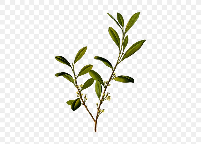 Erythroxylum Coca Plant Erythroxylum Novogranatense Coca Tea, PNG, 447x588px, Erythroxylum Coca, Alkaloid, Botany, Branch, Coca Download Free