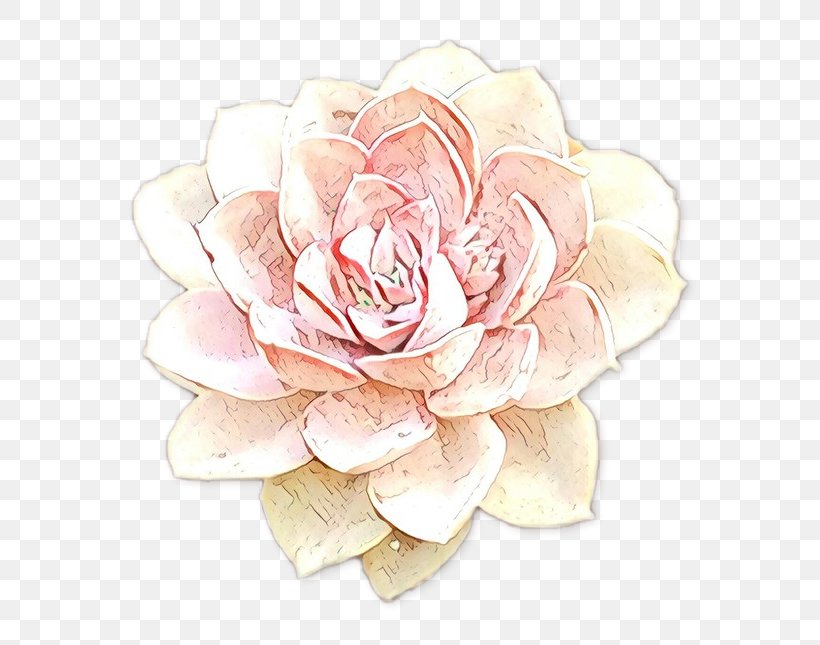 Garden Roses Cut Flowers Petal Pink M, PNG, 620x645px, Garden Roses, Artificial Flower, Beige, Camellia, Cut Flowers Download Free